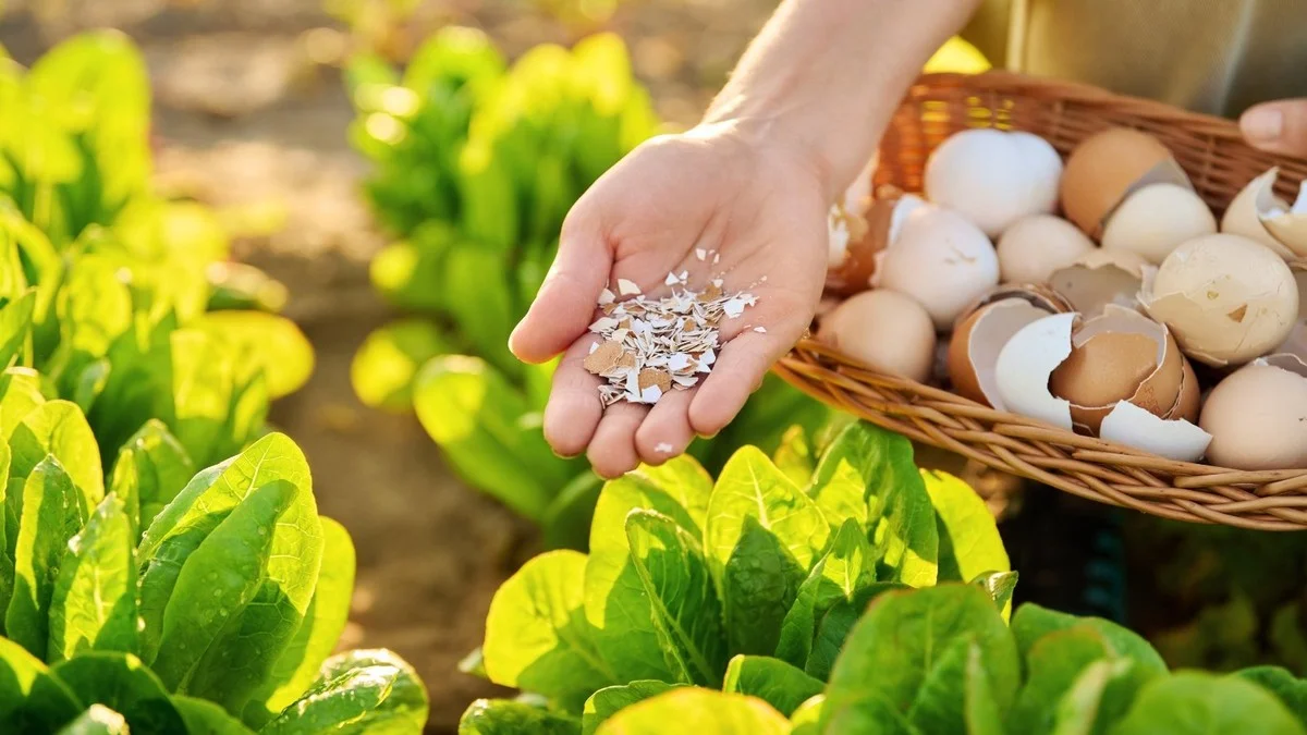Des coquilles d'œufs dans le potager ? Pourquoi elles font fuir les limaces naturellement.