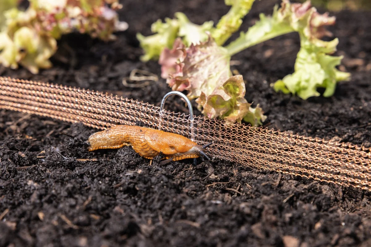 Des bouchons de liège plantés dans votre jardin ? L'astuce méconnue qui protège vos plantes fragiles.