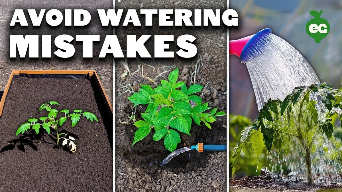 Les horticulteurs révèlent : l'erreur que nous commettons tous en arrosant nos plantes.