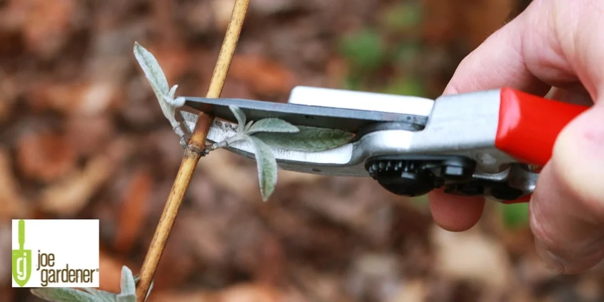 Les paysagistes vous supplient : ne taillez jamais vos arbustes de cette façon. - image 1