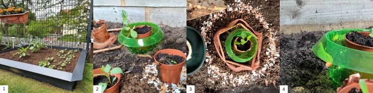 Des coquilles d'œuf écrasées autour des plants de tomates ? La solution contre les limaces que personne ne vous dit.