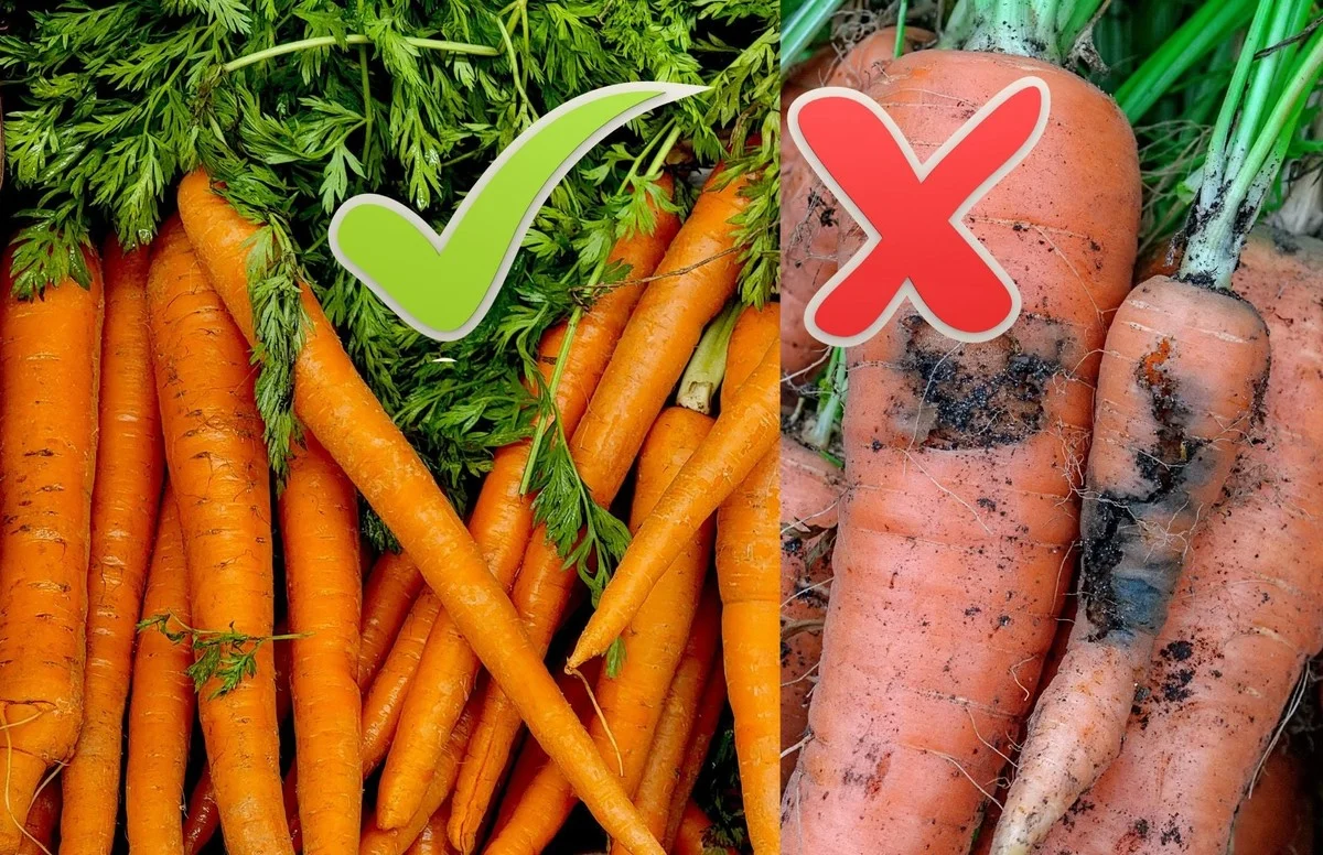 despeluresdagru-gen-2.webp Des pelures d