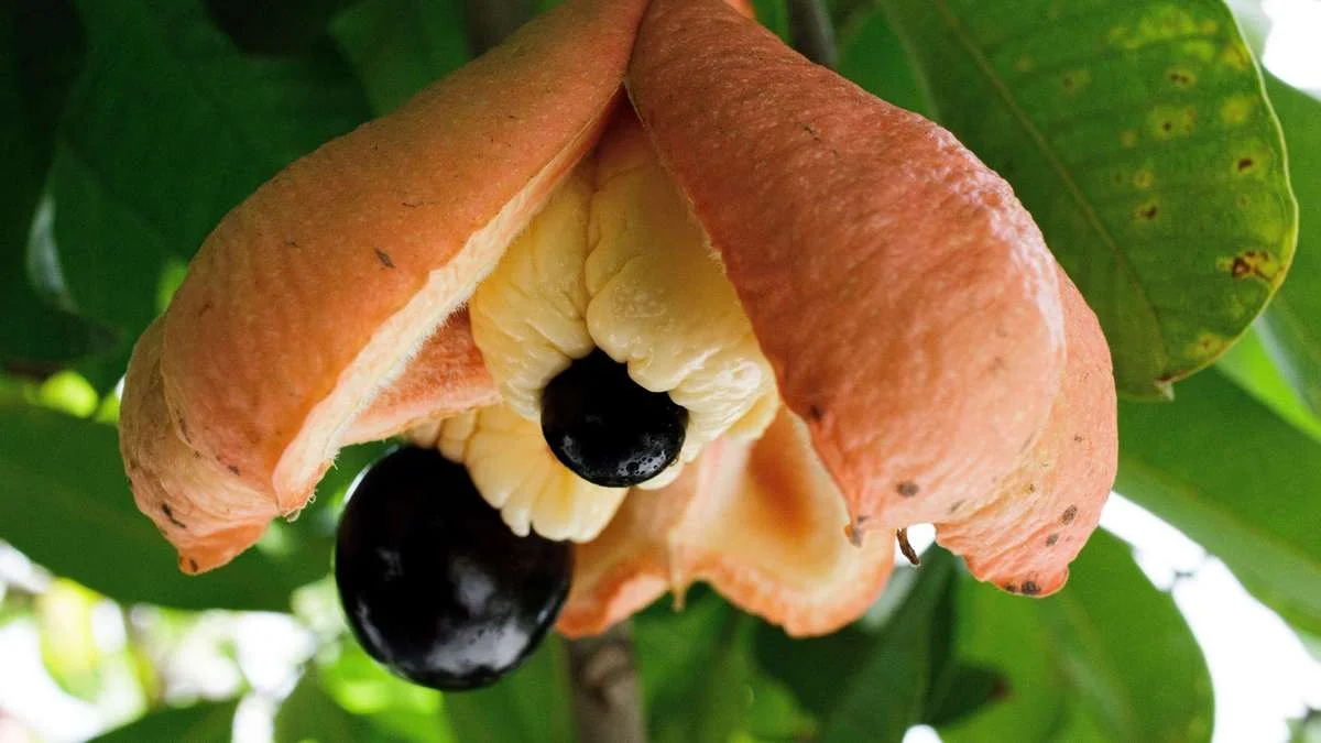 Cette épice courante dans votre placard peut causer des hallucinations et des vomissements