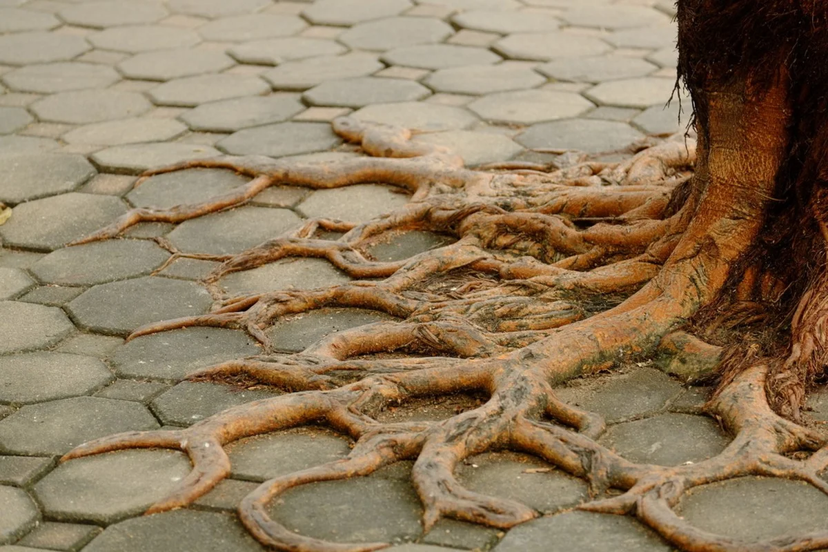 Les pépiniéristes vous supplient : ne plantez jamais ces arbustes près de votre maison.