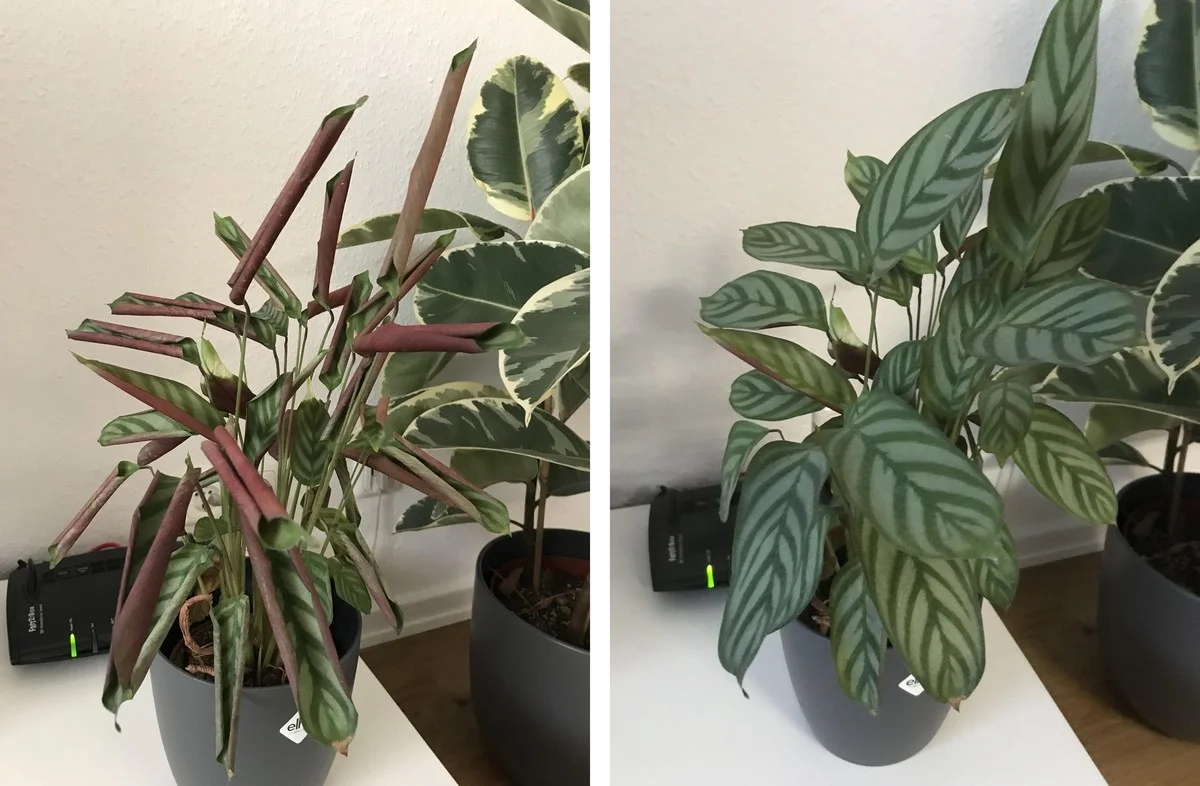 Les horticulteurs supplient : arrêtez d