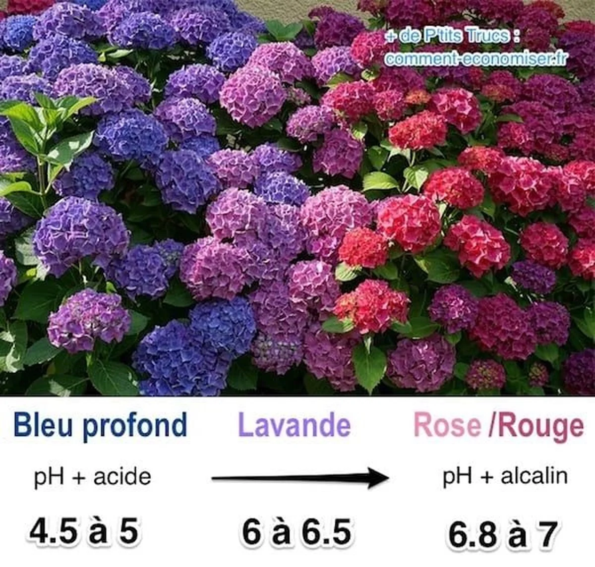 dubicarbonatede-gen-3.webp Du bicarbonate de soude dans le sol ? Pourquoi vos hortensias passeront du rose au bleu. - image 2