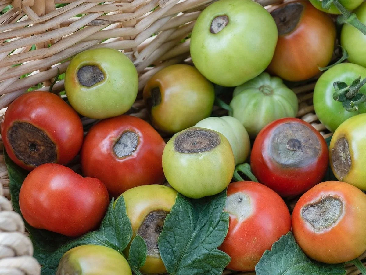 Des coquilles d'œufs broyées autour des tomates ? Secret pour des fruits sans pourriture.
