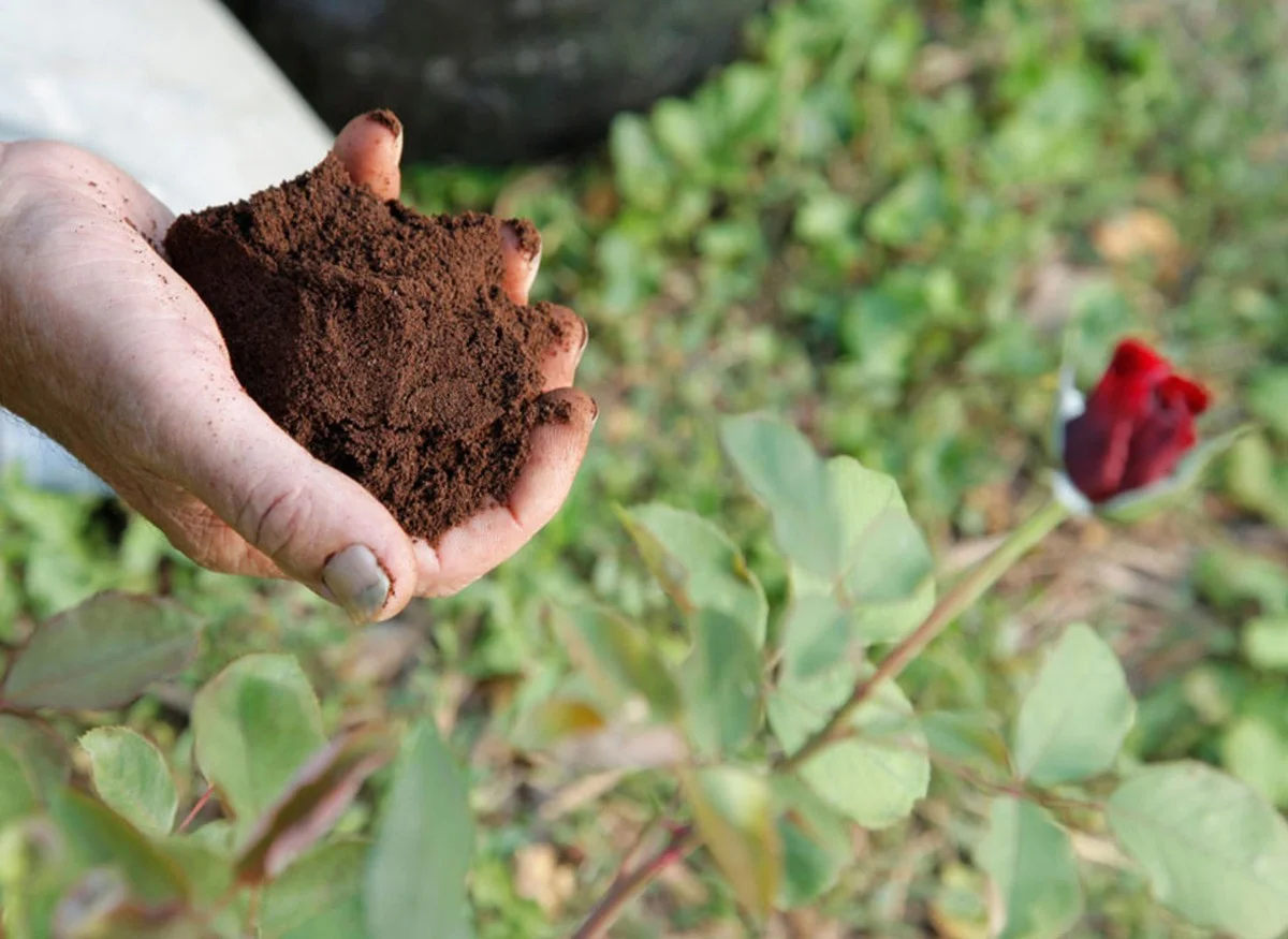 dumarcdecafesur-gen-2.webp Du marc de café sur vos rosiers ? Le secret d