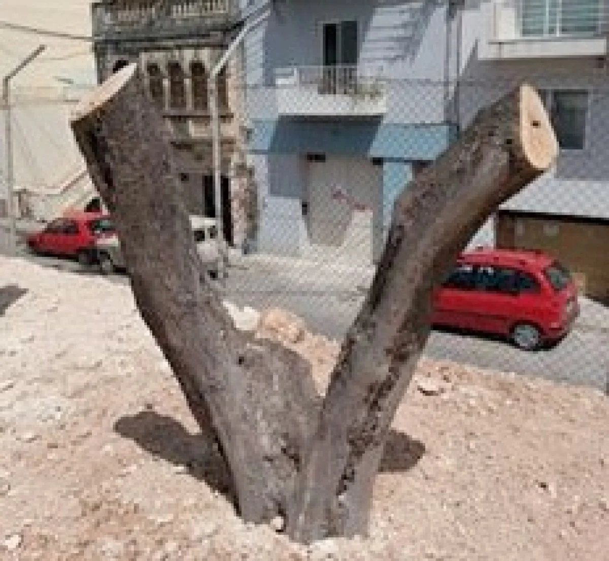 Les horticulteurs vous supplient : ne jamais tailler ces arbustes au printemps. - image 1