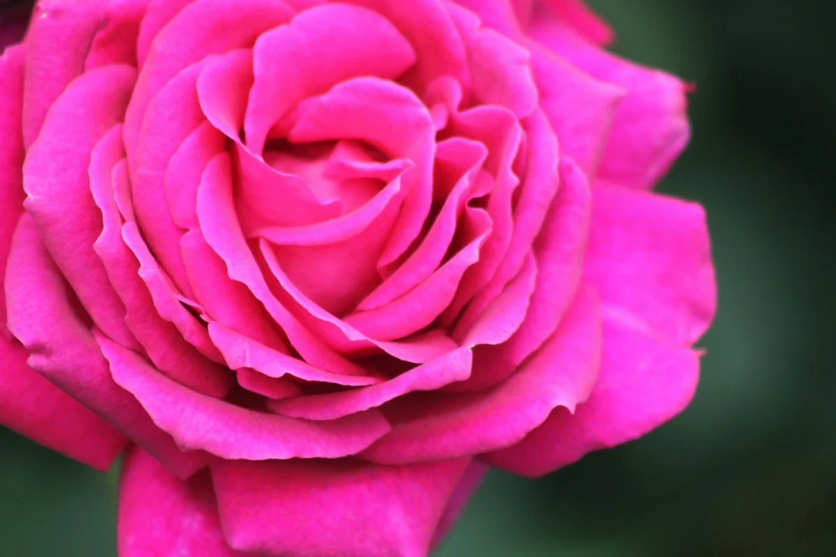 Du marc de café dans votre jardin ? Pourquoi vos roses vous remercieront. - image 1