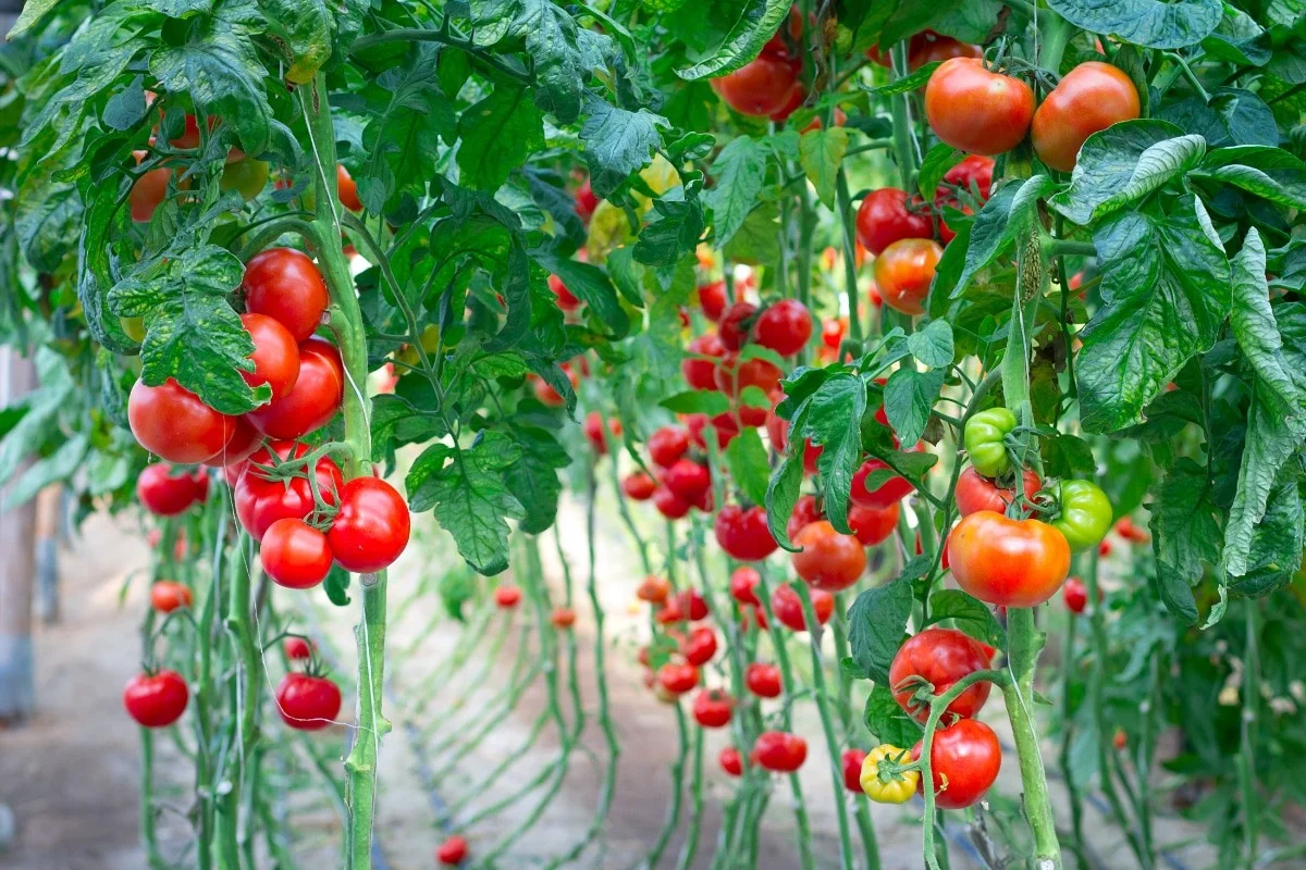 Du marc de café dans votre compost ? Voici pourquoi vos tomates seront 50% plus grosses. - image 2