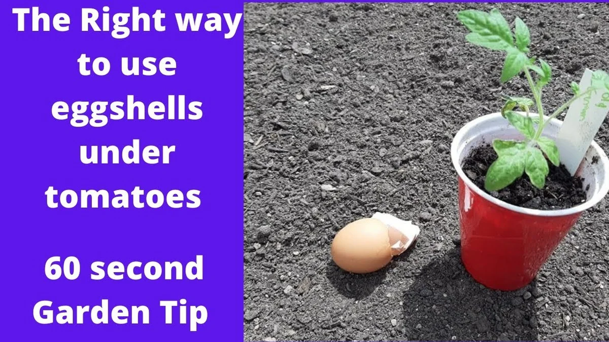 Des coquilles d'œufs dans le terreau ? Le secret pour des tomates 50% plus juteuses.