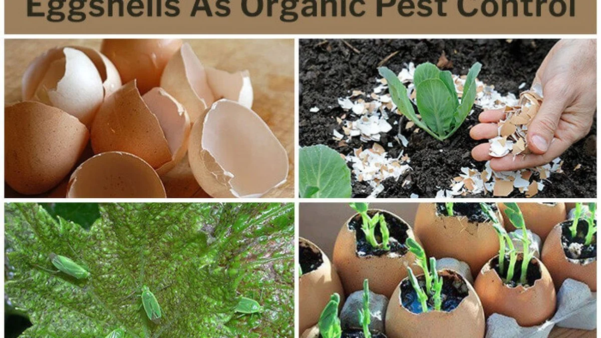 Des coquilles d'œufs écrasées autour des plants ? Pourquoi les escargots n'approcheront plus.