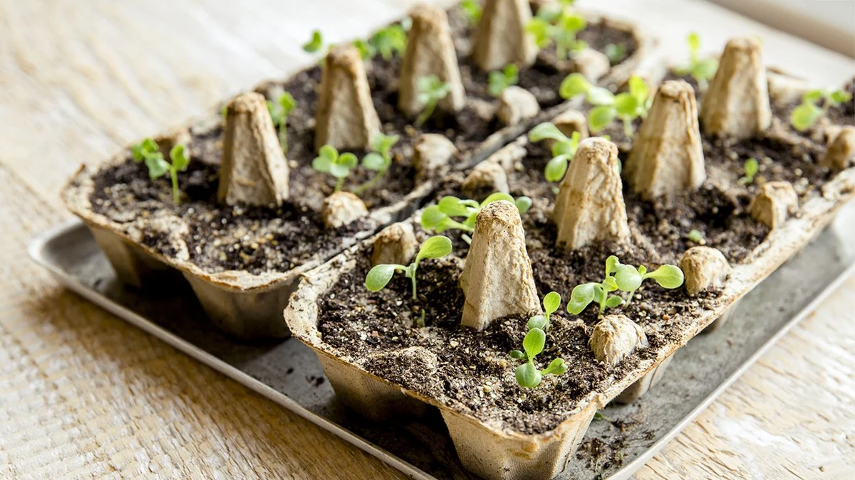 Une bouteille en plastique coupée comme mini-serre ? Germination accélérée garantie. - image 1