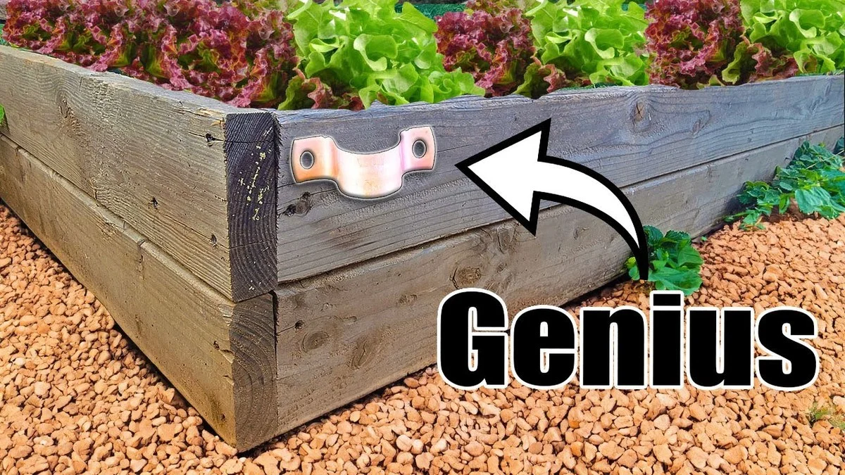 Des pelures de banane enterrées sous vos rosiers ? Leur effet spectaculaire sur les fleurs. - image 1