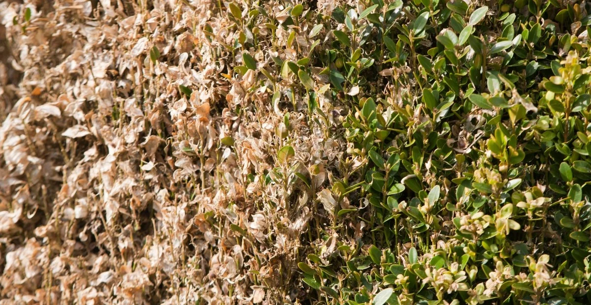 Les jardiniers de Versailles révèlent : l