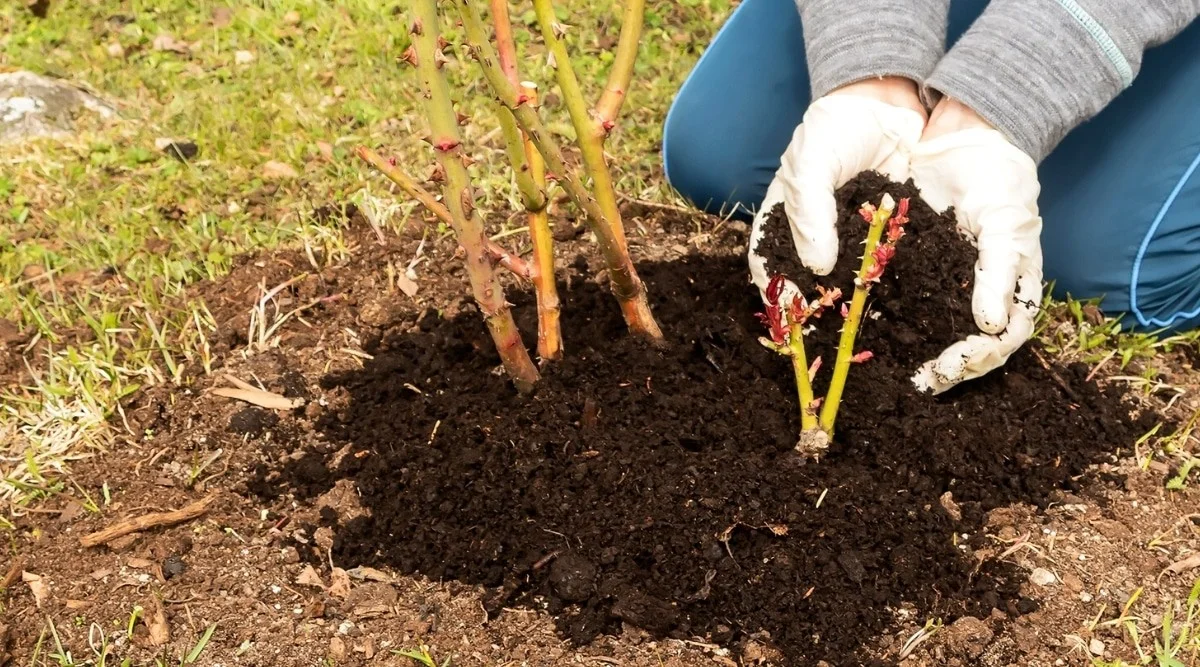 Le marc de café sur vos rosiers ? Le secret d'une floraison spectaculaire sans dépenser un centime.