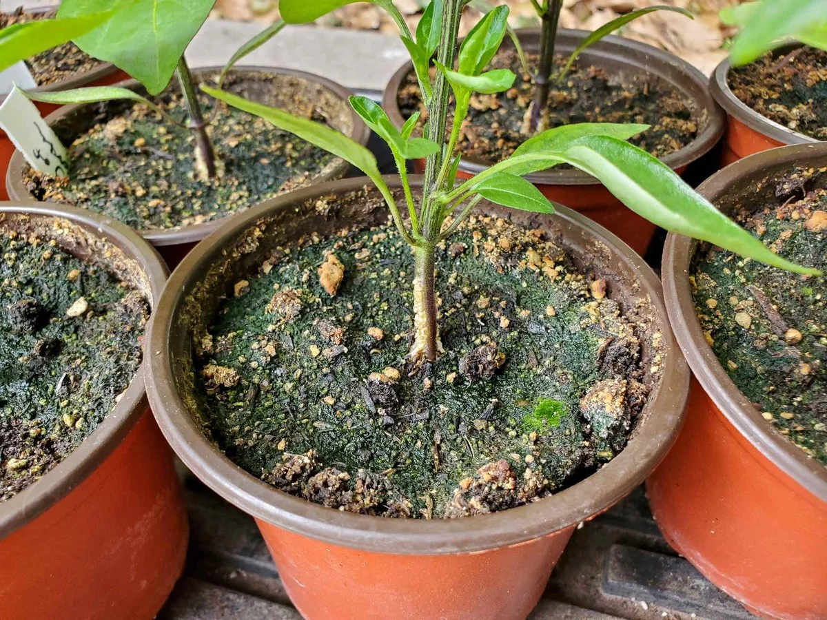 De la cannelle sur vos semis ? Le secret pour prévenir les moisissures naturellement. - image 2