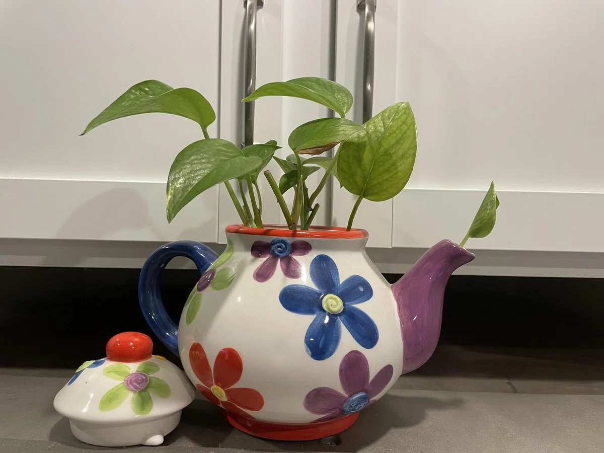 Une vieille théière perforée comme arrosoir ? Pourquoi c