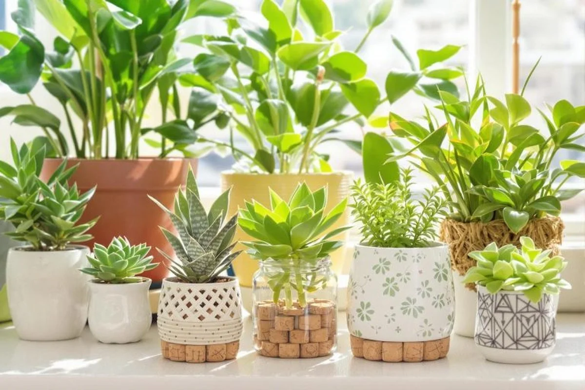 Des bouchons de liège dans votre terreau ? Pourquoi ils améliorent le drainage de 40%. - image 2