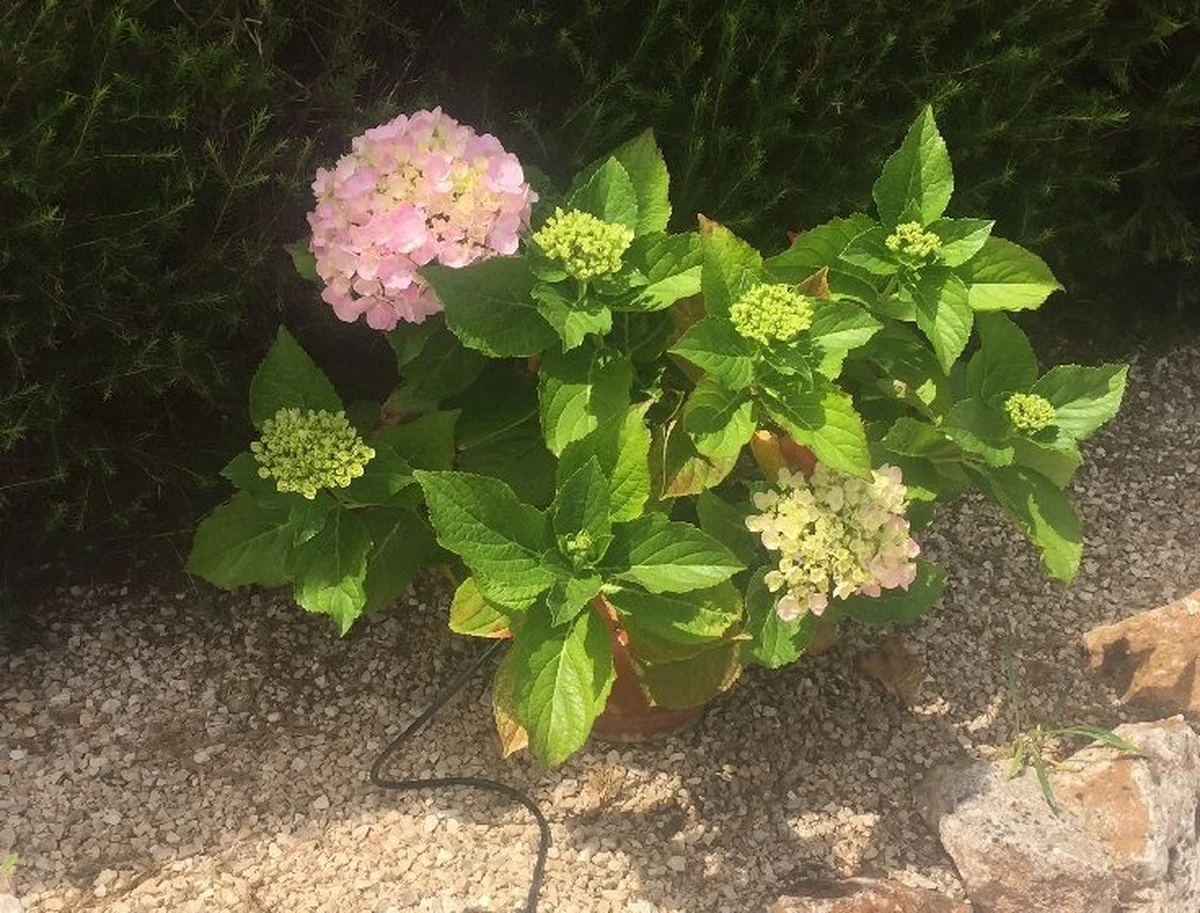 lespepinieriste-gen-2.webp Les pépiniéristes vous supplient : ne plantez jamais ces fleurs côte à côte. - image 1