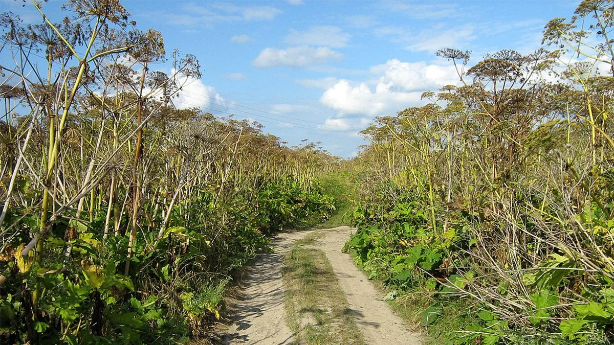 Les horticulteurs vous préviennent : ne jamais mélanger ces plantes dans votre jardin. - image 1