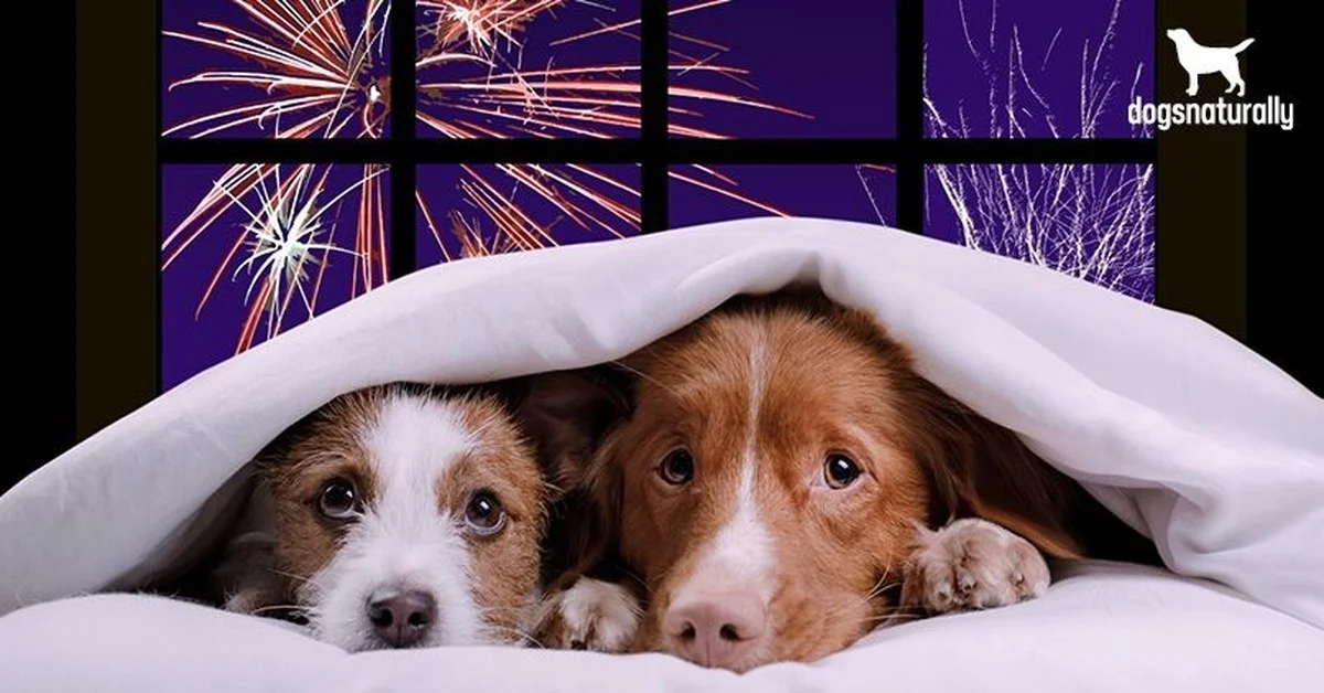 Deux erreurs que tout le monde fait en essayant de calmer son chien terrifié par les feux d