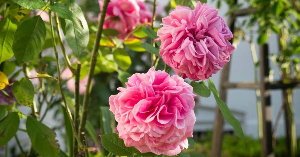 peluresdebanane-gen-2.webp Pelures de bananes enterrées près des pivoines ? Pourquoi elles fleurissent comme jamais. - image 1