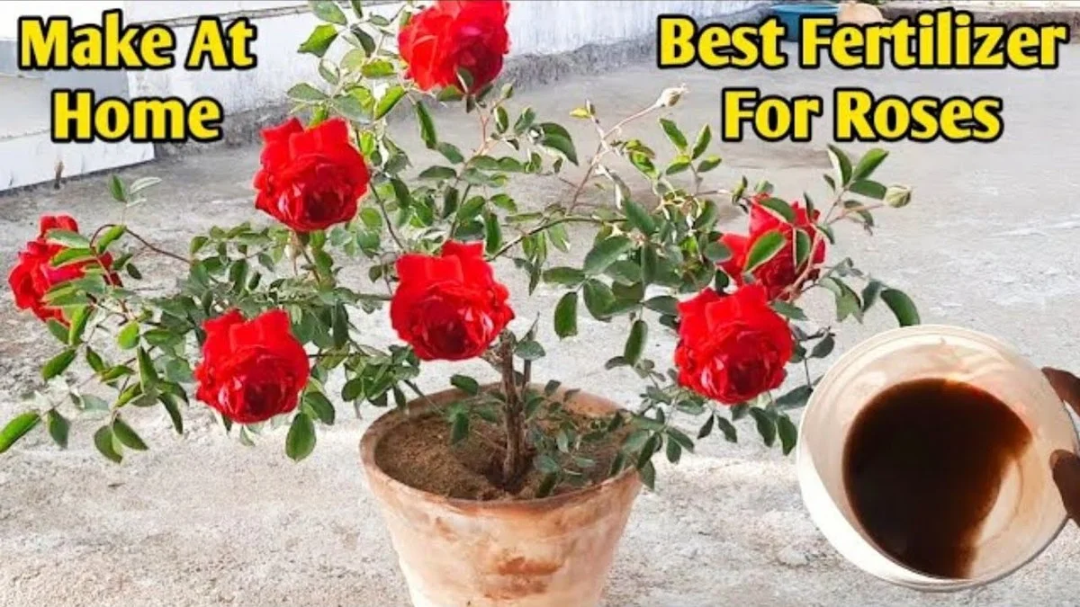 Le marc de café autour des rosiers ? Le secret pour des fleurs éclatantes tout l