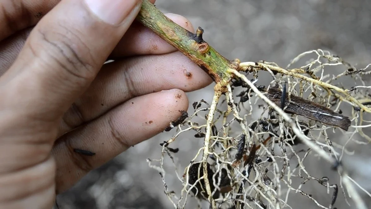 De la cannelle sur vos boutures ? Pourquoi elles s'enracinent deux fois plus vite.