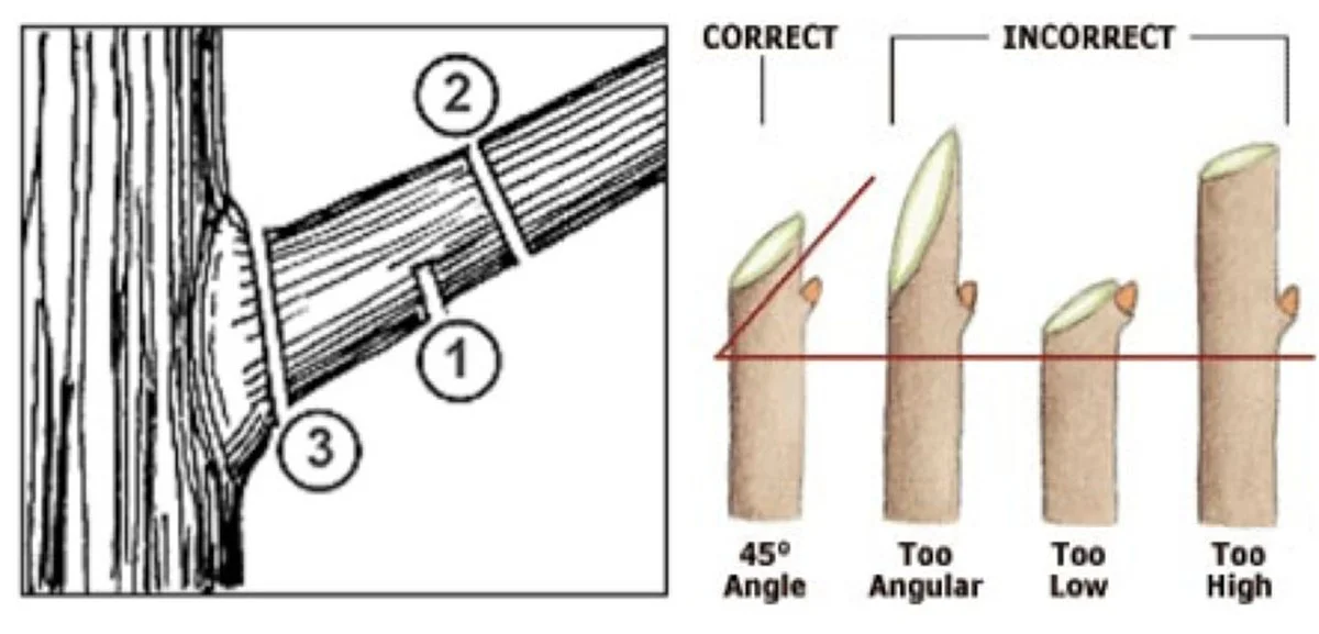 Les pépiniéristes vous supplient : ne faites jamais cette erreur lors de la taille printanière. - image 2