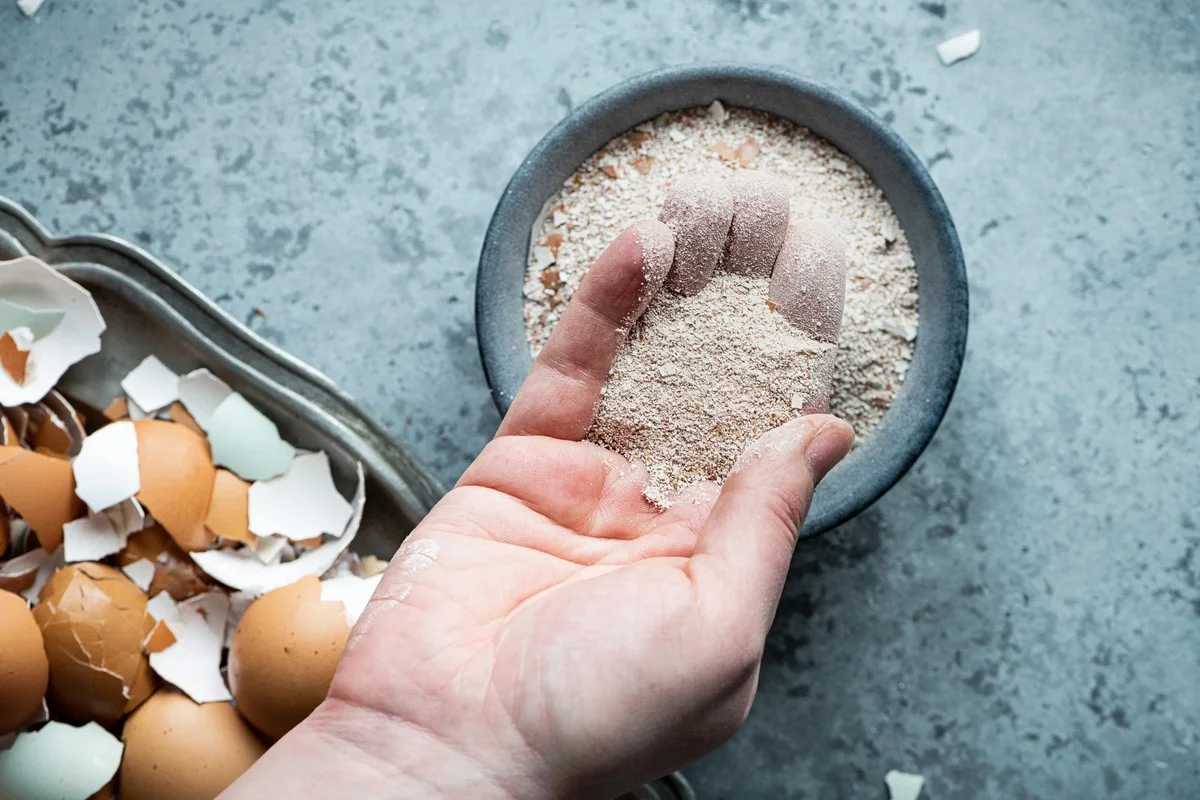 Des coquilles d'œufs dans le terreau ? Pourquoi elles renforcent vos plantes de 50%.