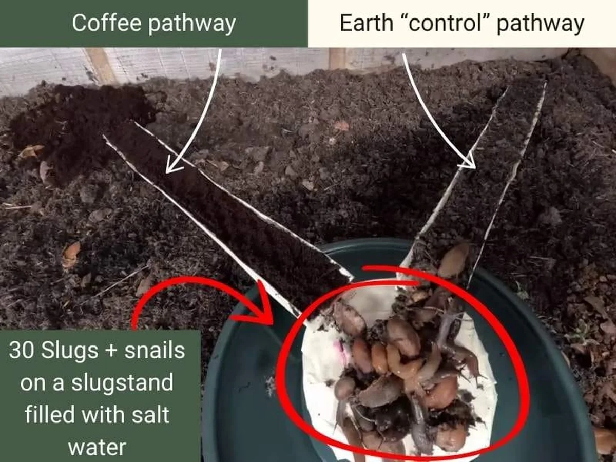 Du marc de café dans vos plates-bandes ? Pourquoi il repousse les limaces naturellement.