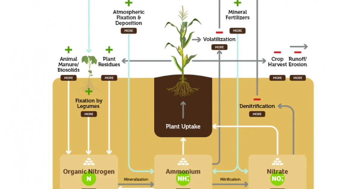 Le marc de café dans le compost ? Comment il accélère la décomposition de 50%. - image 1