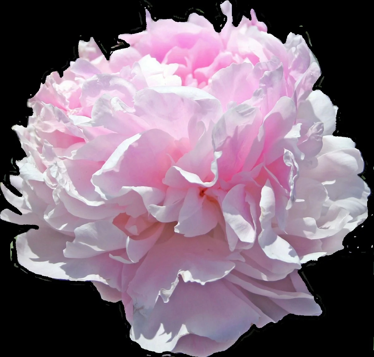 despeauxdebanan-gen-2.webp Des peaux de bananes enterrées près des pivoines ? L