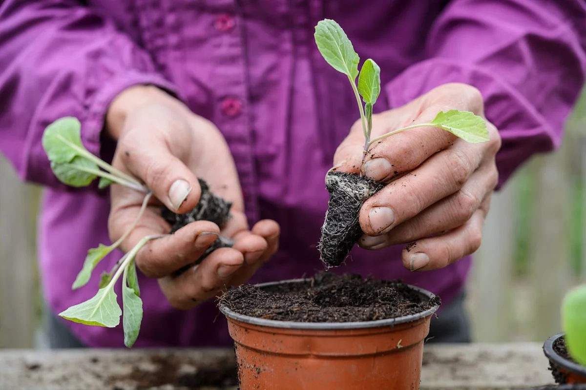 Les botanistes supplient : ne jamais associer ces légumes dans votre potager. - image 2