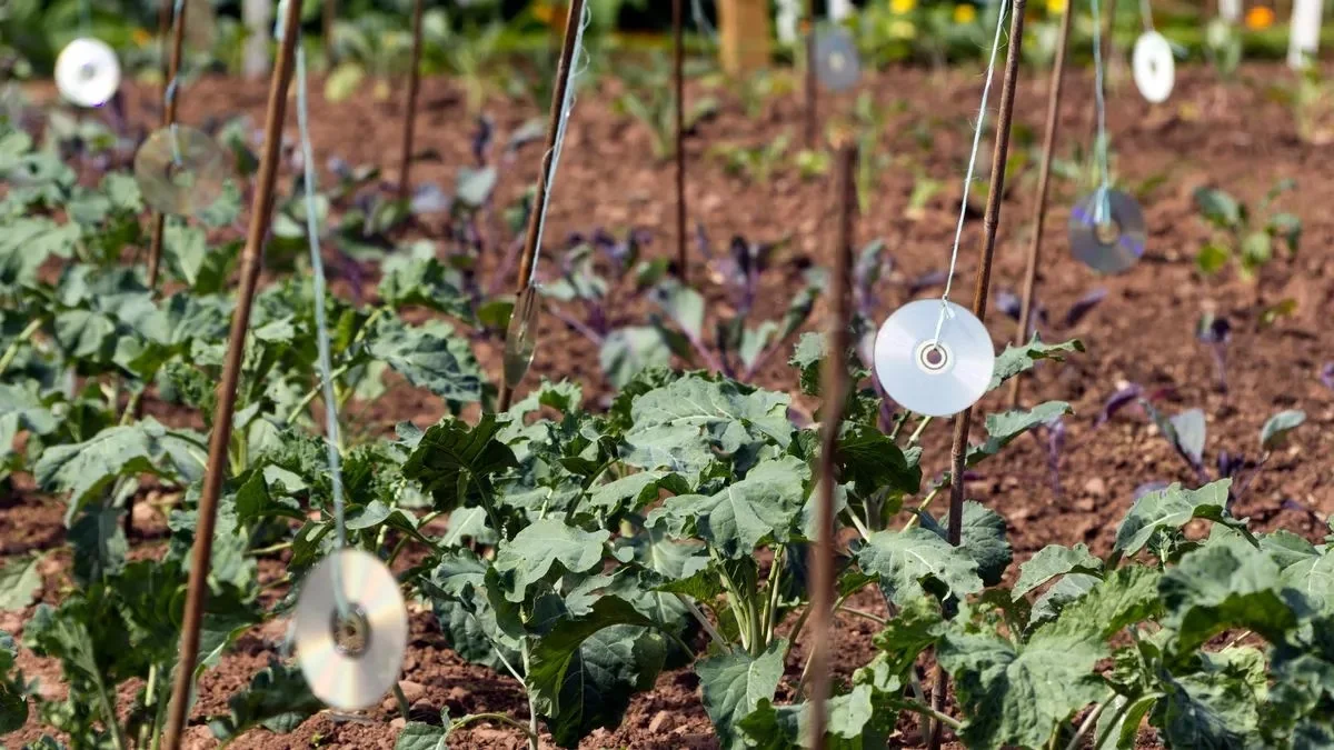 De vieux CD suspendus aux arbres fruitiers ? L'astuce brillante contre les oiseaux.