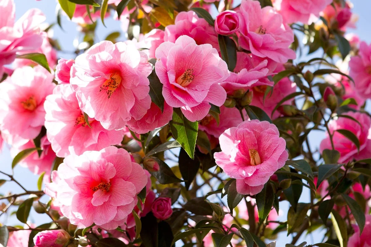 Les pépiniéristes supplient : arrêtez de planter vos arbustes à floraison printanière en automne.