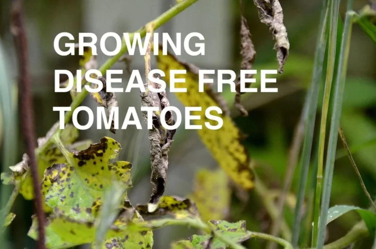 Les horticulteurs révèlent : la méthode secrète pour des tomates sans maladies.