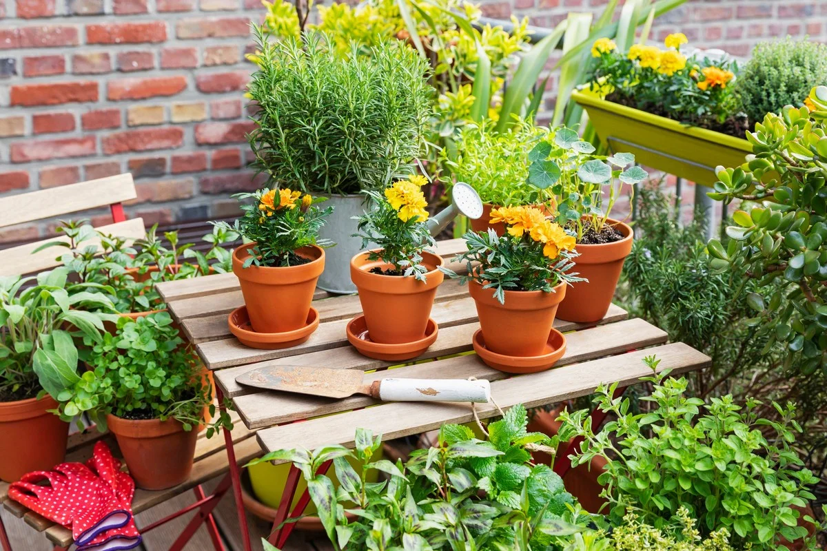 Un bouchon de liège planté près des carottes ? Pourquoi les jardiniers expérimentés le font toujours.