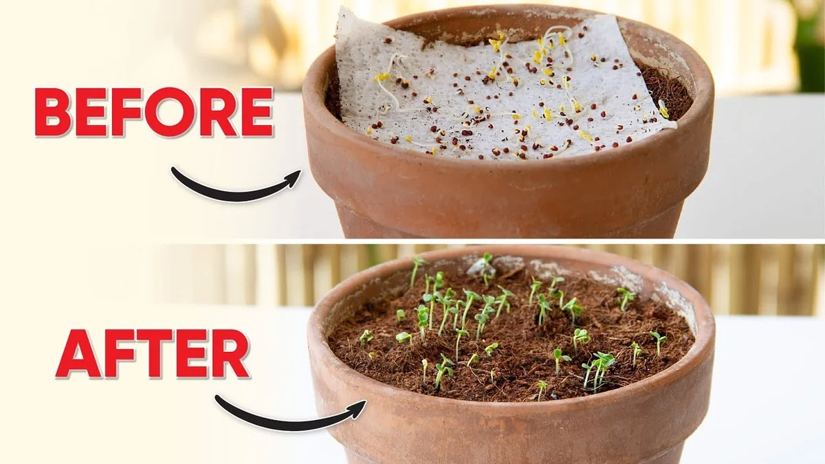 Des pots de yaourt comme mini-serres ? Vos semis germeront deux fois plus vite. - image 2