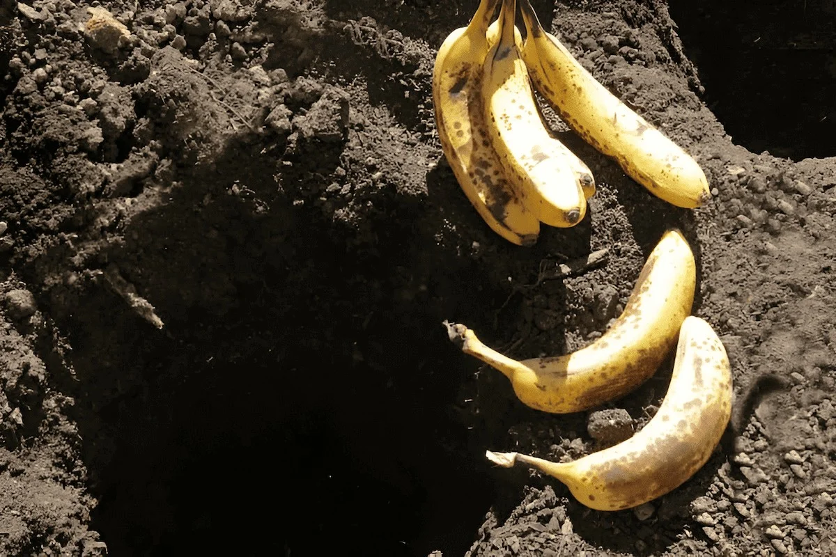 Des pelures de banane enterrées près des tomates ? L