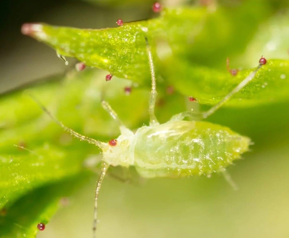 Du savon de Marseille suspendu dans le verger ? Comment cela repousse les pucerons. - image 1