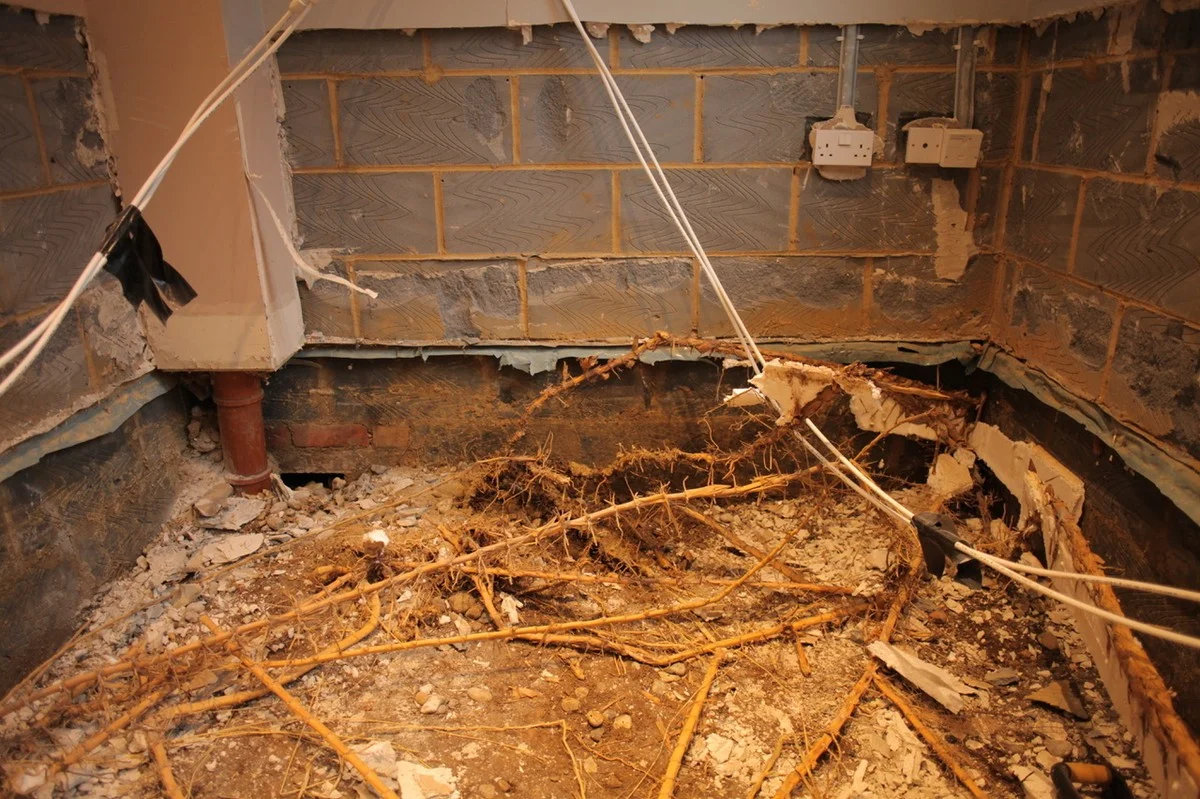 lespepinieriste-gen-3.webp Les pépiniéristes vous supplient : ne plantez jamais ces arbustes trop près de votre maison. - image 2