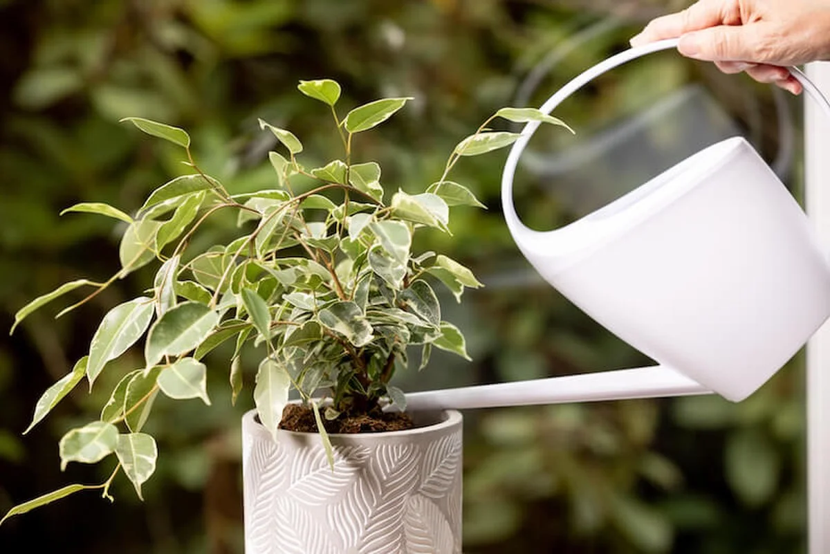 Les horticulteurs supplient : arrêtez cette erreur d'arrosage qui tue vos plantes.