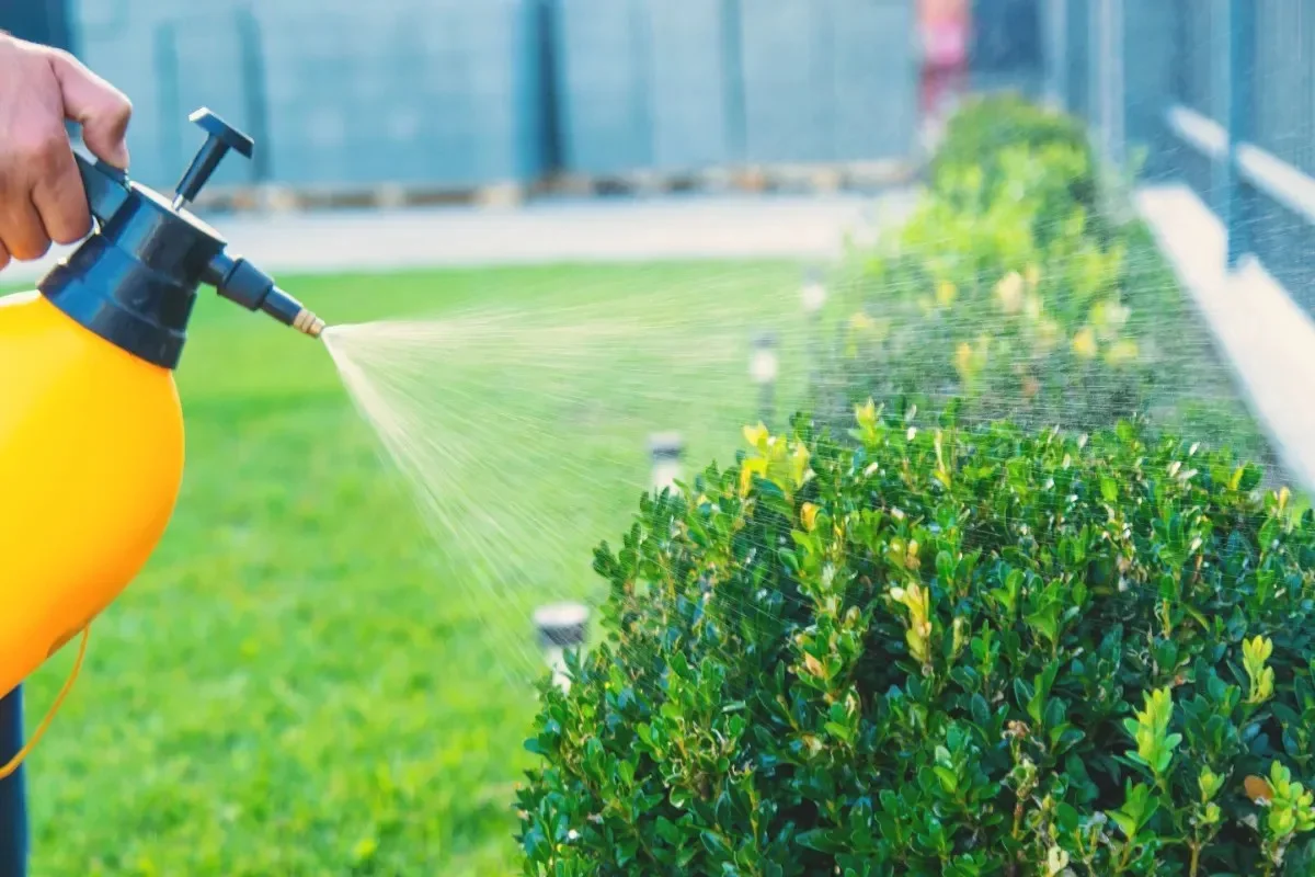 Pourquoi les jardiniers français pulvérisent du vinaigre sur les terrasses jusqu’en novembre