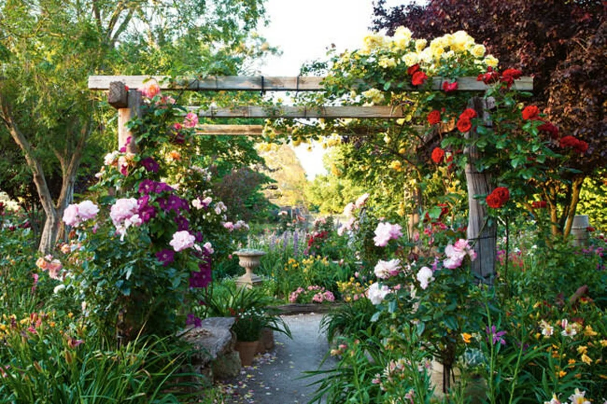 Marc de café autour des rosiers ? Le secret d