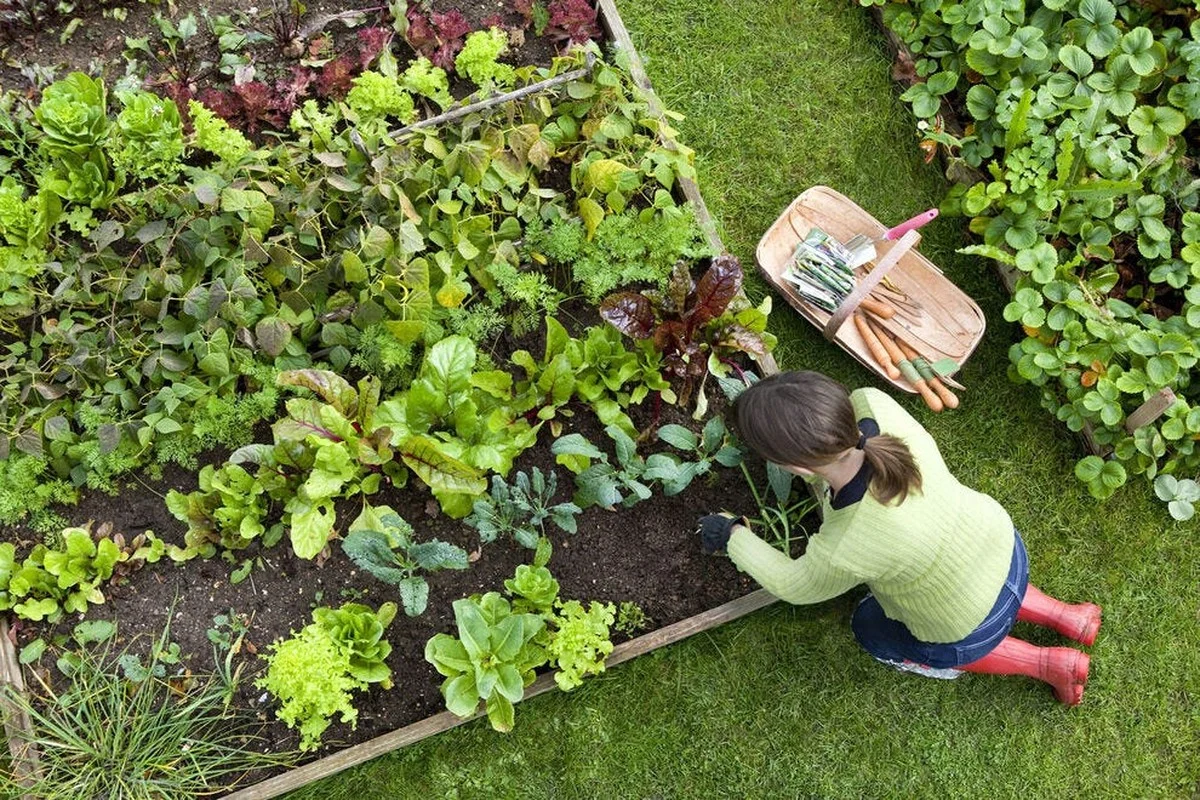 Les botanistes révèlent : le secret pour des tomates qui ne se fendillent jamais. - image 1