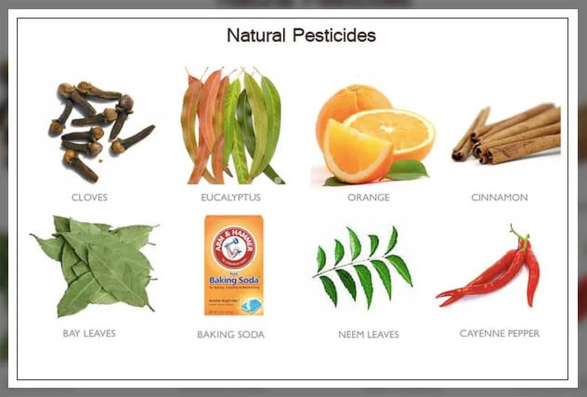 dumarcdecafesur-gen-3.webp Du marc de café sur les rosiers ? Le secret pour des fleurs éclatantes sans pesticides. - image 2