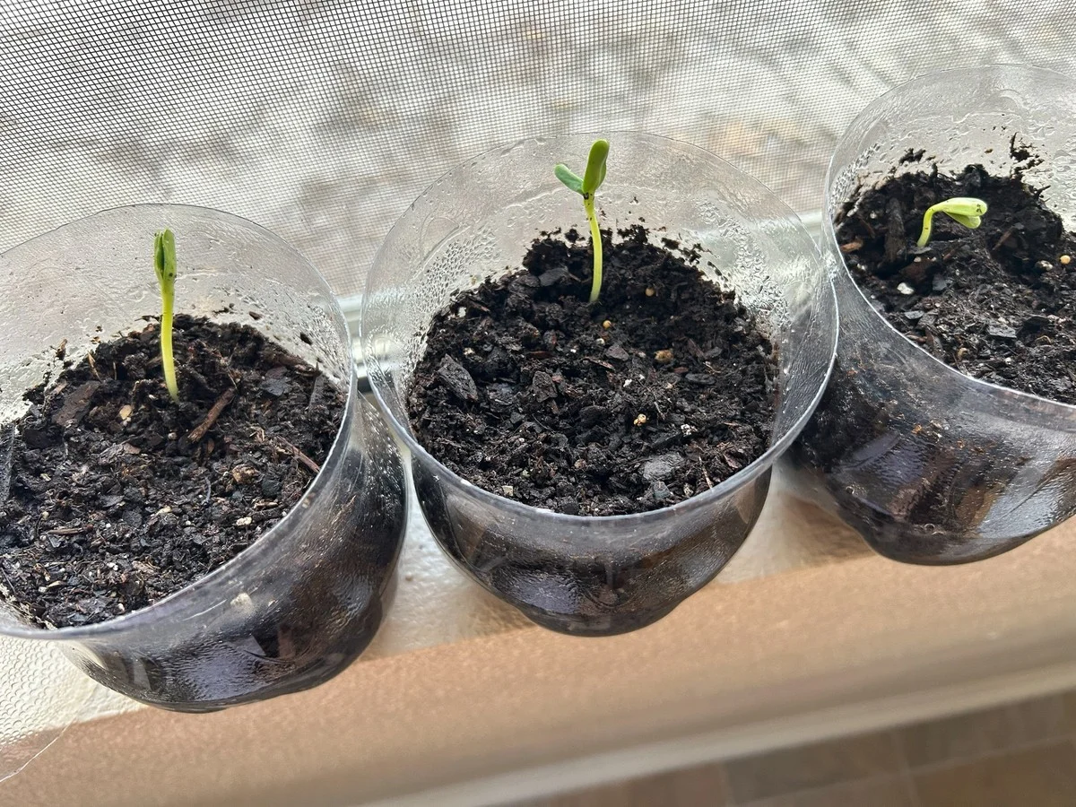 Une bouteille plastique coupée comme mini-serre ? Vos semis pousseront 2 fois plus vite.
